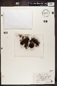 Cladonia chlorophaea image