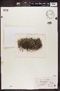 Cladina arbuscula subsp. mitis image