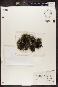 Cladonia portentosa image