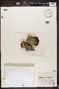 Cladonia digitata image