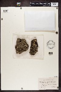 Cladonia digitata image