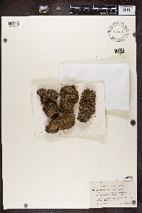 Cladonia digitata image