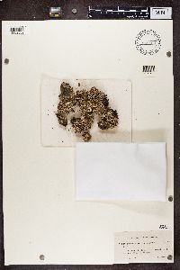 Cladonia digitata image