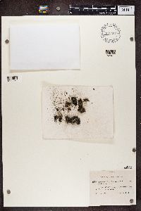 Cladonia pleurota image