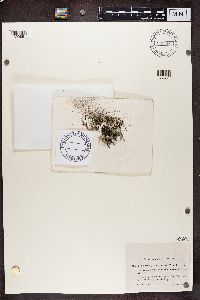 Cladonia pleurota image