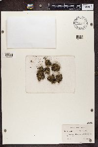 Cladonia uncialis image