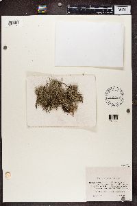 Cladonia portentosa image