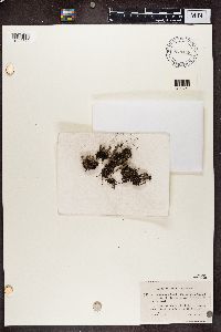 Cladonia chlorophaea image