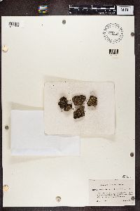 Cladonia caespiticia image