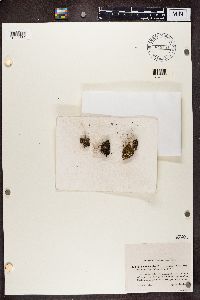 Cladonia fimbriata image