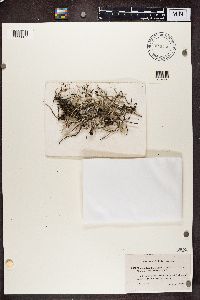 Cladonia subulata image