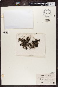 Cladonia cariosa image