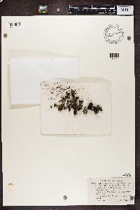 Cladonia cariosa image