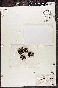 Cladonia gracilis image