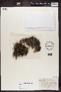 Cladonia rangiferina image