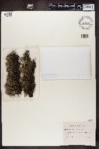 Cladina arbuscula subsp. mitis image