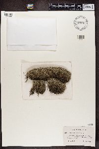 Cladina arbuscula subsp. mitis image