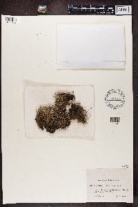 Cladonia uncialis image