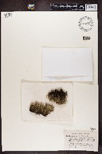 Cladonia uncialis image