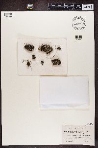 Cladonia symphycarpia image