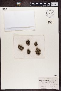 Cladonia symphycarpia image