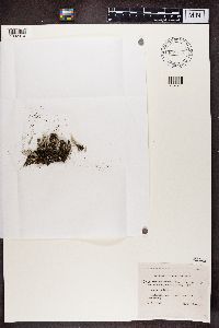 Cladonia deformis image