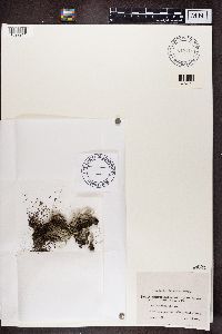 Cladonia deformis image