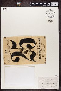 Cladonia deformis image