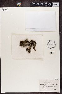 Cladonia squamosa image