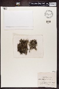 Cladonia rangiferina image