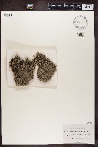 Cladonia rangiferina image