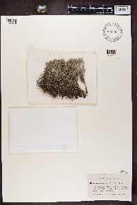 Cladonia rangiferina image