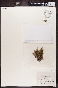 Cladonia uncialis image