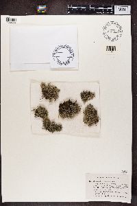 Cladonia portentosa image