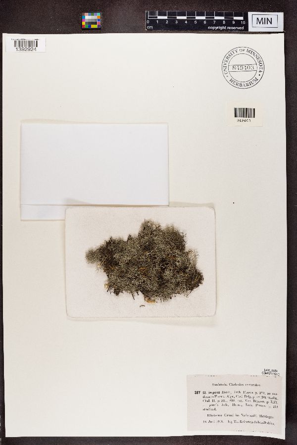 Cladonia impexa f. pumila image