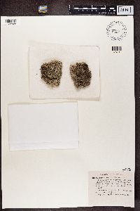 Cladonia portentosa image