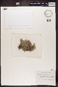 Cladina arbuscula subsp. mitis image