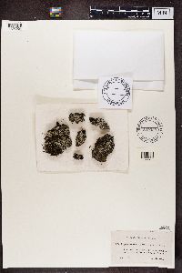 Cladonia pleurota image