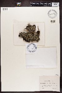 Cladonia squamosa image