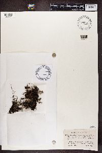 Cladonia chlorophaea image