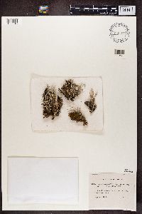 Cladonia subulata image