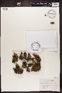 Cladonia ramulosa image