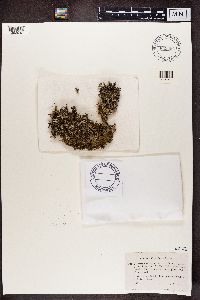 Cladonia ramulosa image