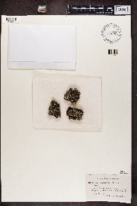 Cladonia subcariosa image