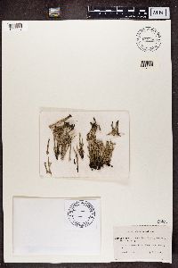 Cladonia gracilis image