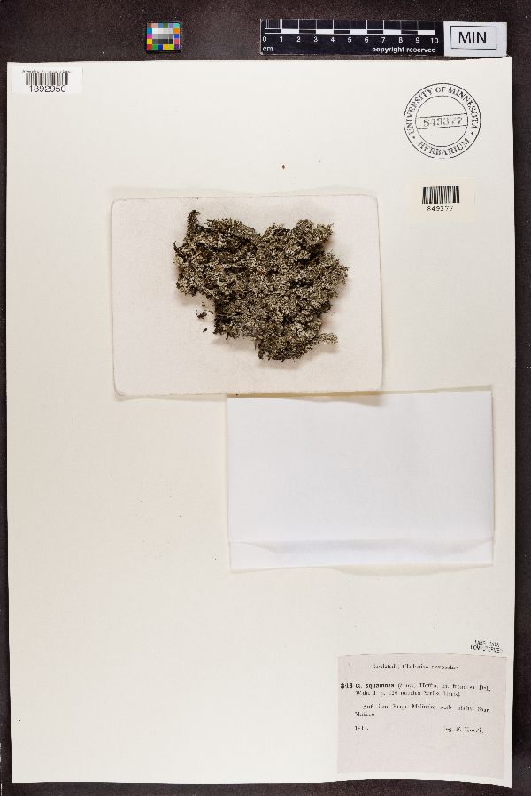 Cladonia squamosa f. frondosa image