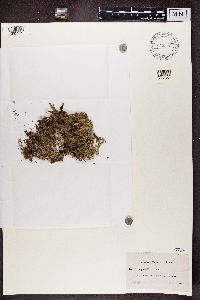 Cladonia turgida image