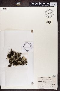 Cladonia deformis image