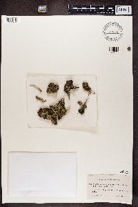 Cladonia deformis image