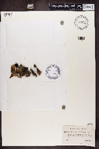 Cladonia botrytes image